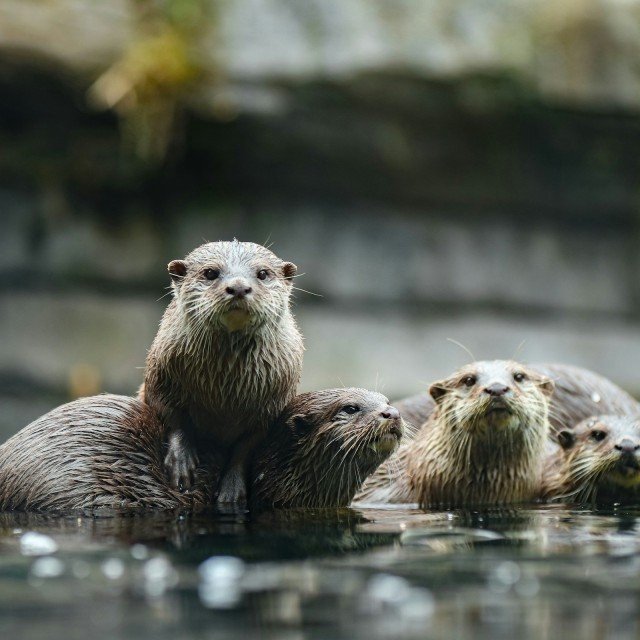 Otters spilhammars
